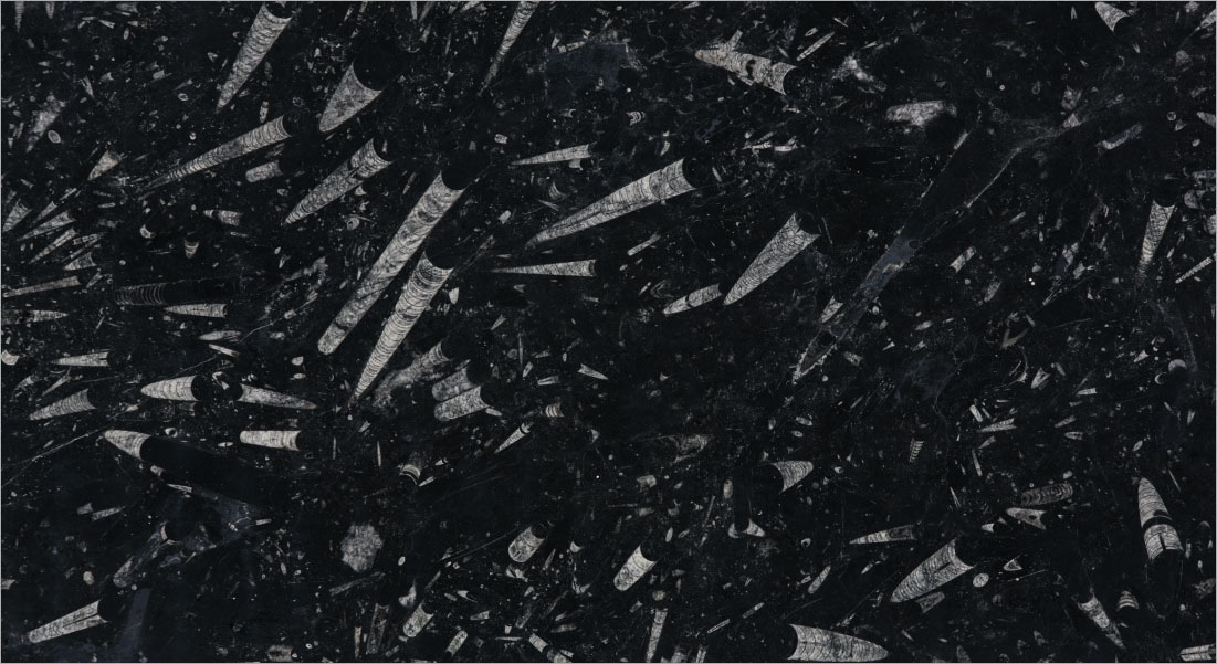 Nero Fossil Marble | Top Marble Dealers in Delhi - Stone Emporium